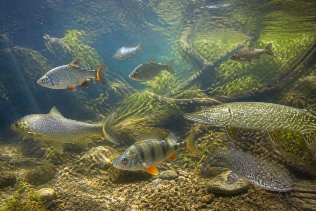 Les poissons d’eau douce de la Loire et du canal : les reconnaître