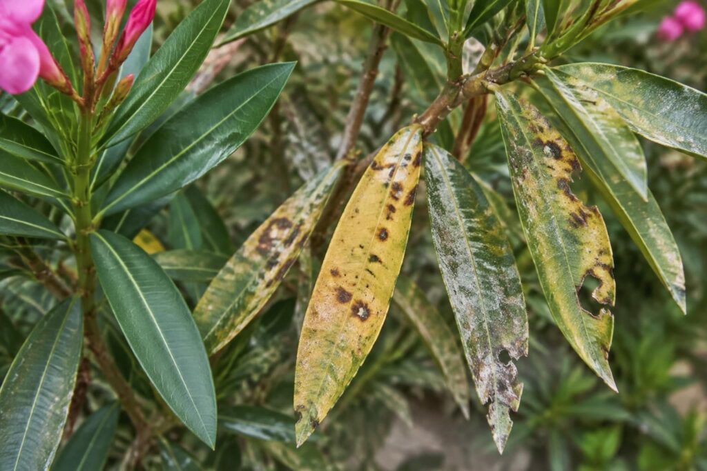 découvrez comment reconnaître les maladies du laurier et traiter les taches, feuilles blanches et trous pour préserver la santé de votre arbuste.